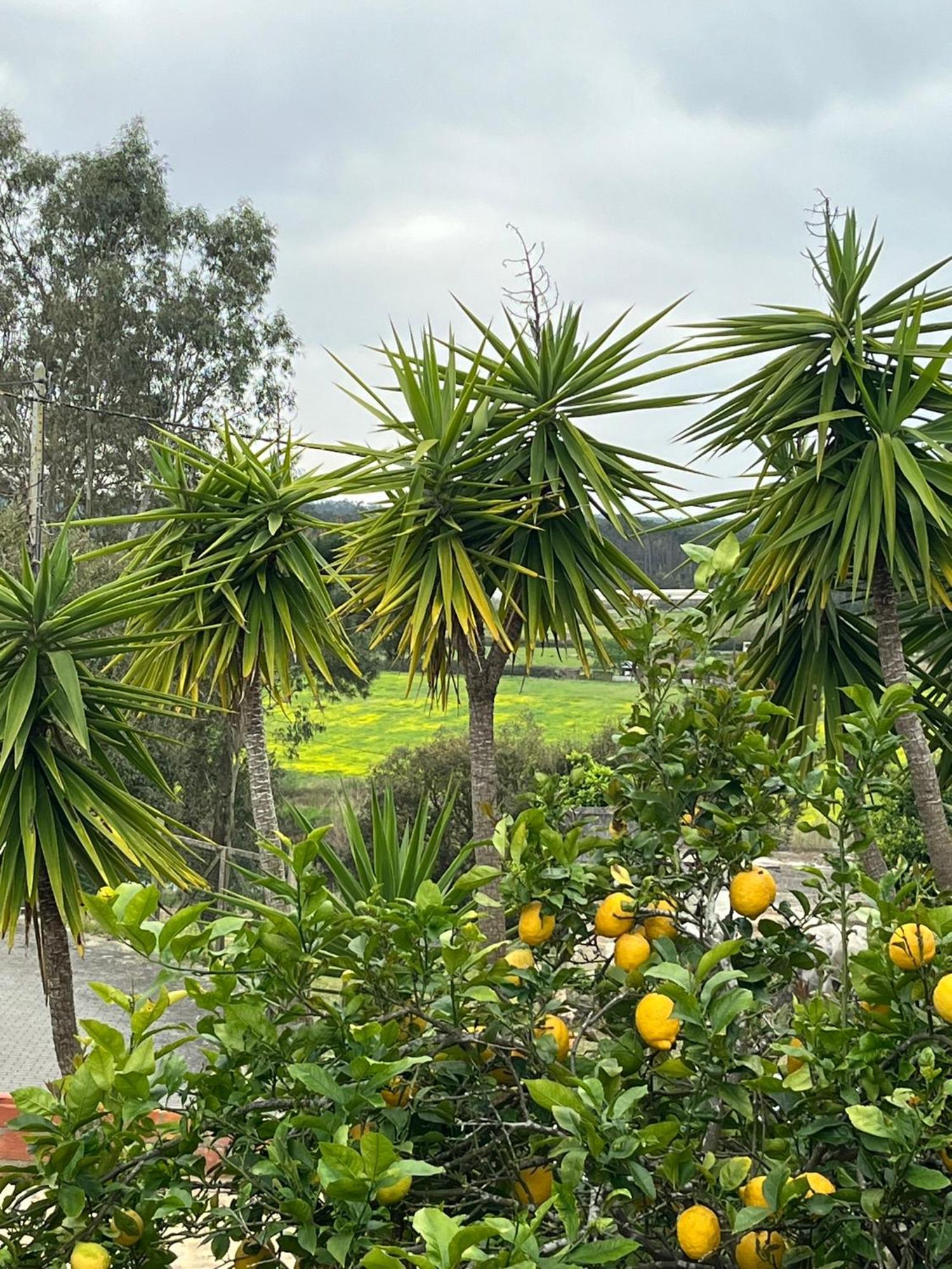 Casa Das Flores Leiria Silvercoast Portugal Monte Redondo Ngoại thất bức ảnh
